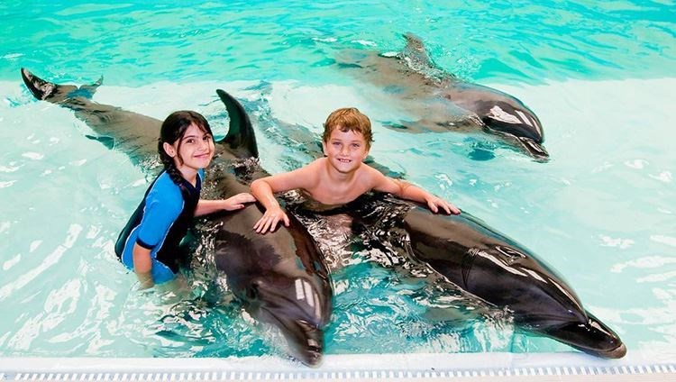 Dubai Dolphinarium Show