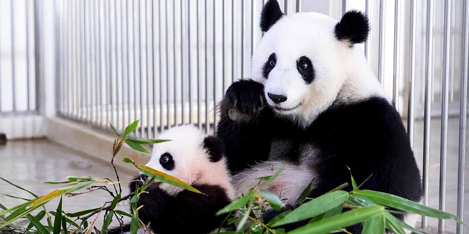 Vé Zoo Negara Malaysia