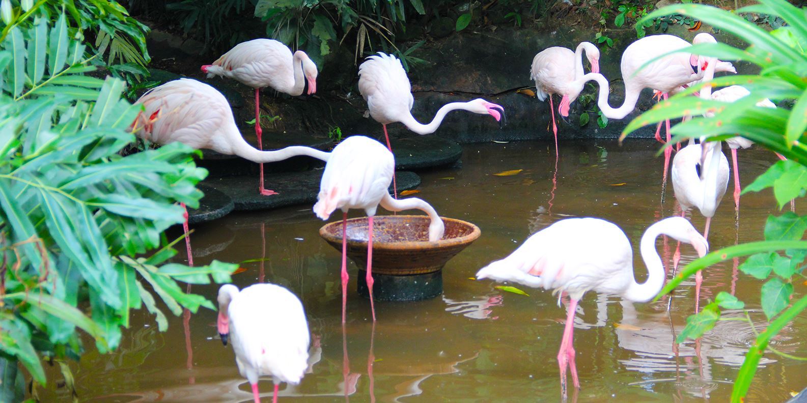 Vé Langkawi Wildlife Park