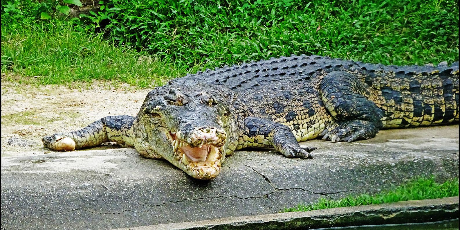 Vé Crocodile Adventureland