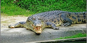 Vé Crocodile Adventureland