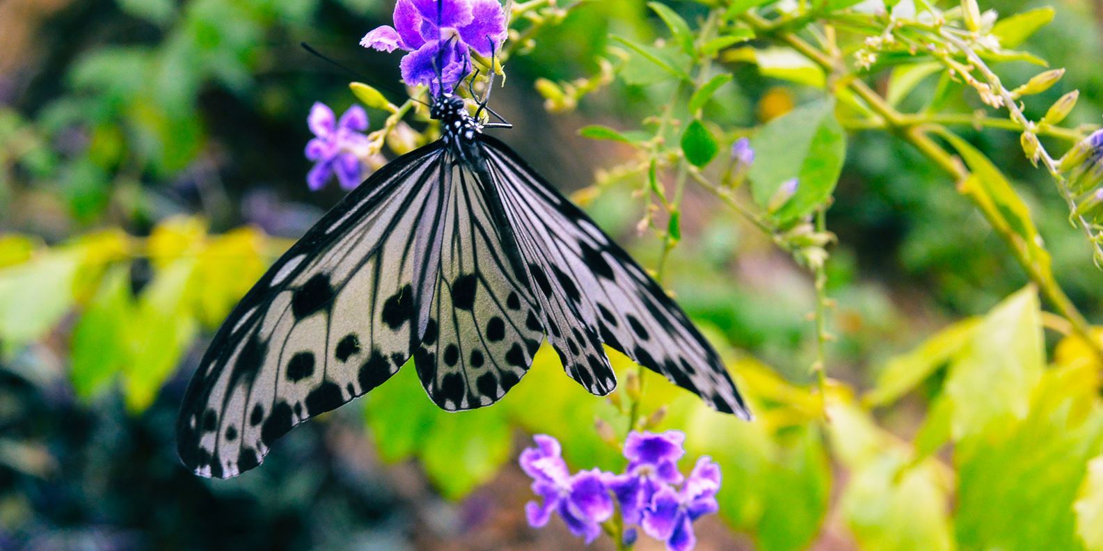 Hình của Vé Entopia - Công viên bươm bướm Entopia Penang