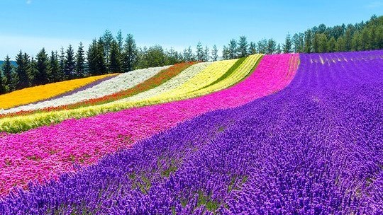 Hiển thị sản phẩm của danh mục Hokkaido