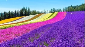 Hiển thị sản phẩm của danh mục Hokkaido