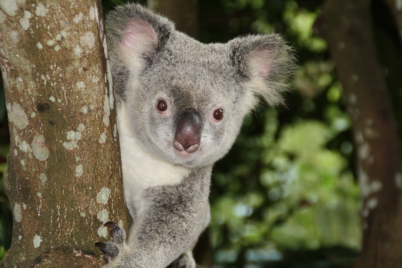 Australia Zoo with Transfers from Brisbane
