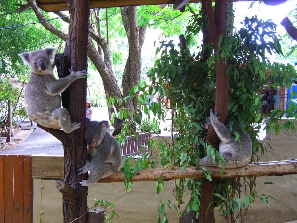 Australia Zoo with Transfers from Brisbane
