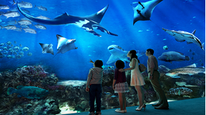 COMBO- SEA Aquarium™ - Gardens by the Bay