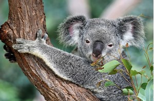Lone Pine Koala Sanctuary