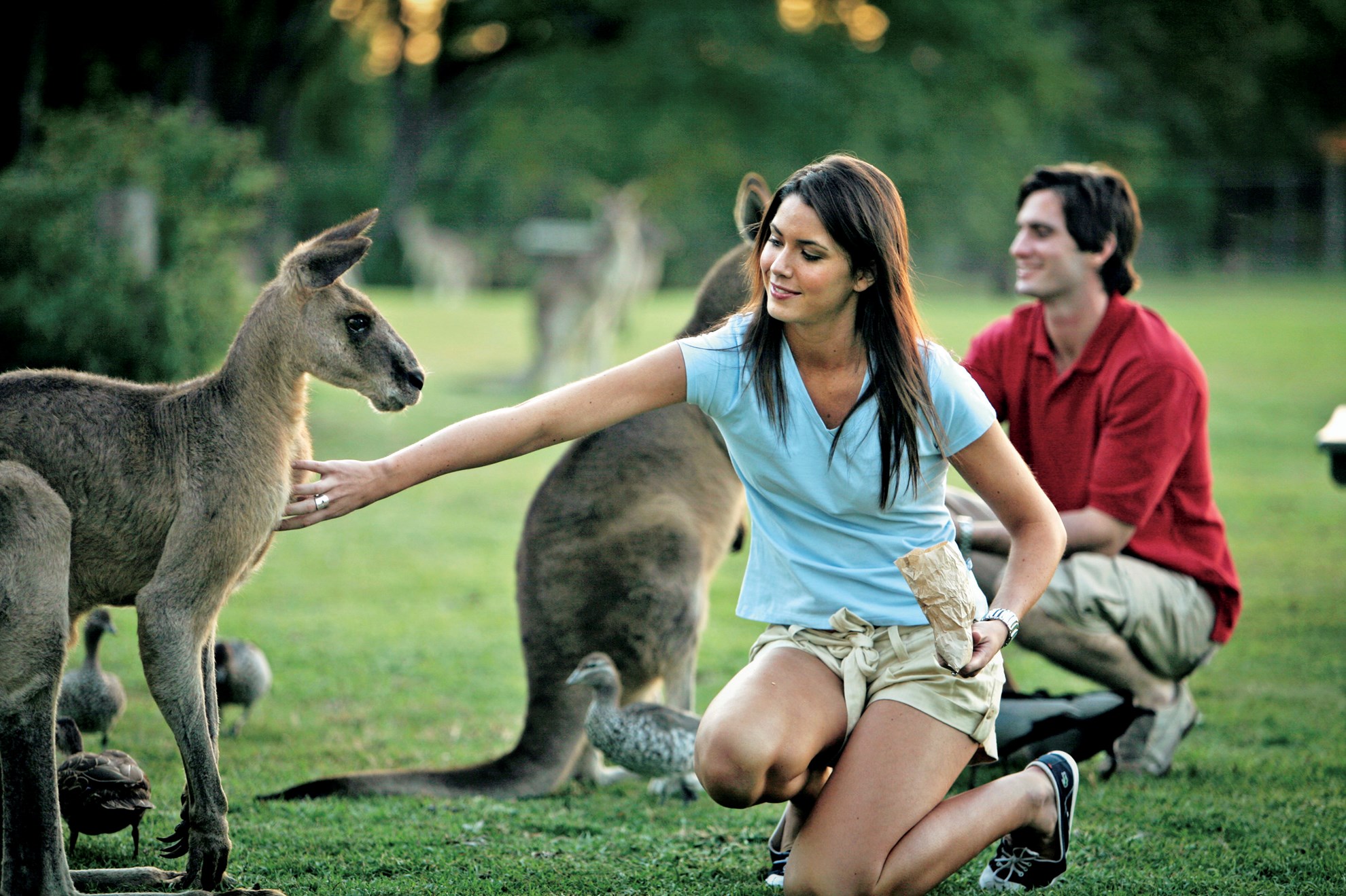 Lone Pine Koala Sanctuary