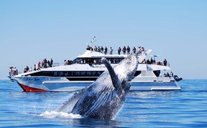 Moreton Bay Whale Watching