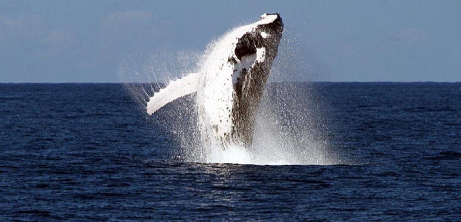 Moreton Bay Whale Watching