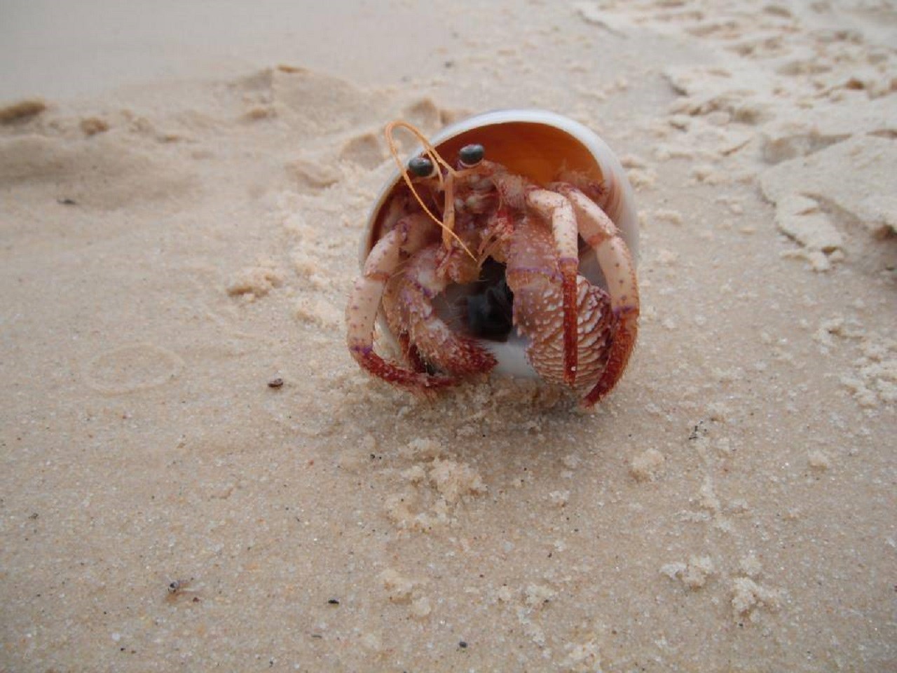 Moreton Island 4WD Adventure from Brisbane