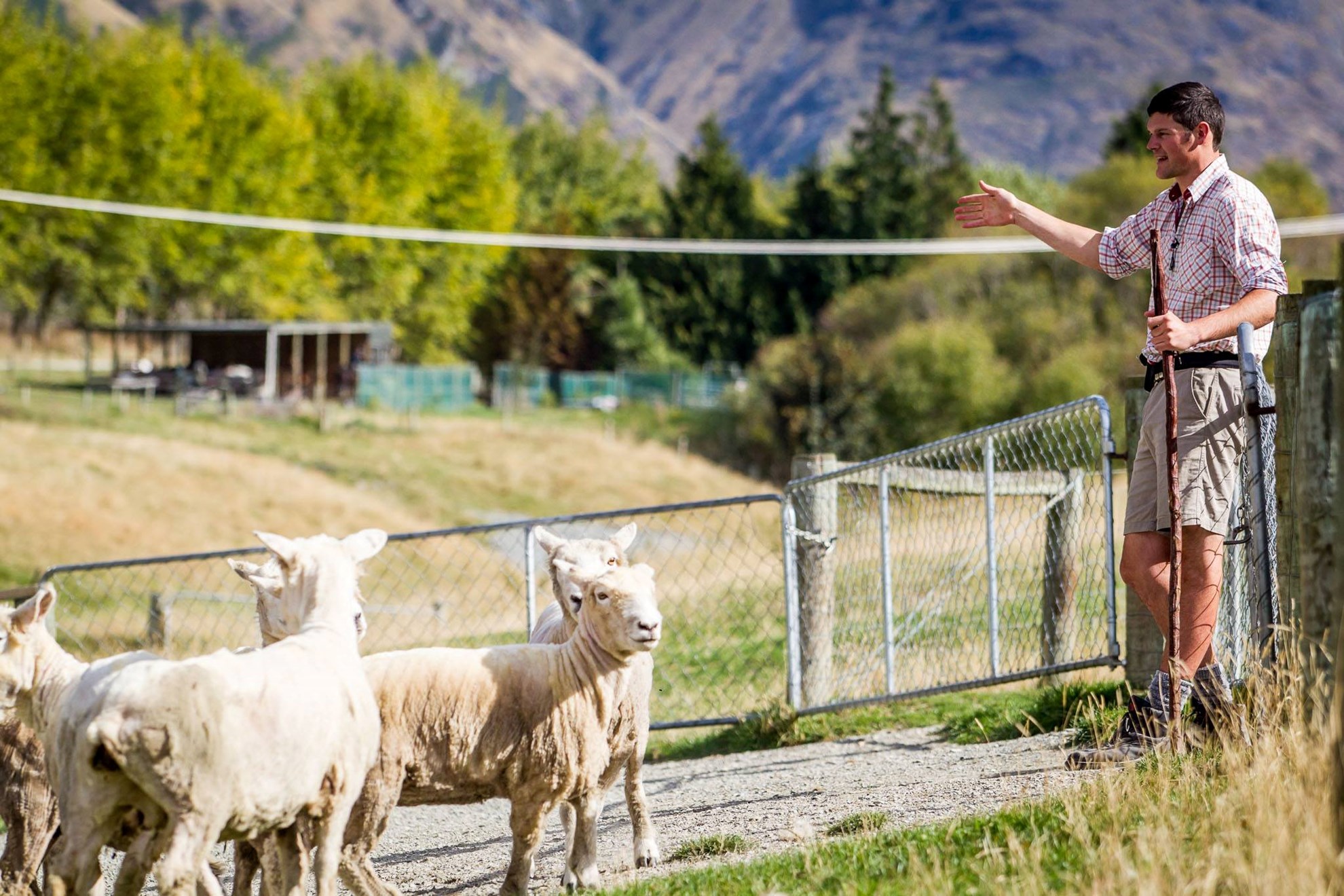 Walter Peak High Country Farm Tour