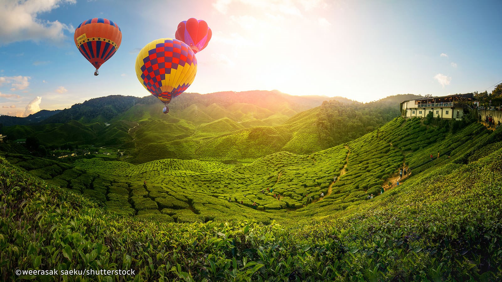 Hiển thị sản phẩm của danh mục Cameron Highlands