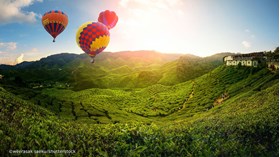 Hiển thị sản phẩm của danh mục Cameron Highlands