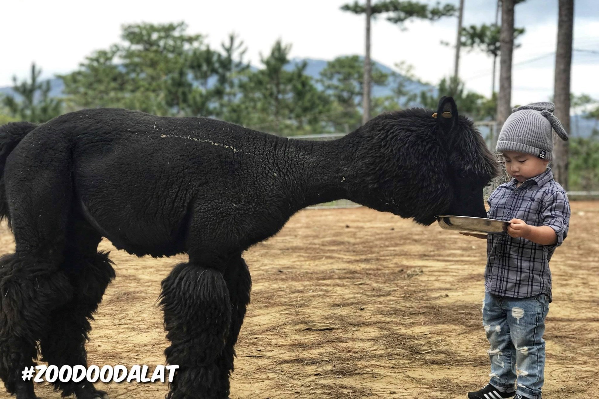 Vé ZooDoo Đà Lạt