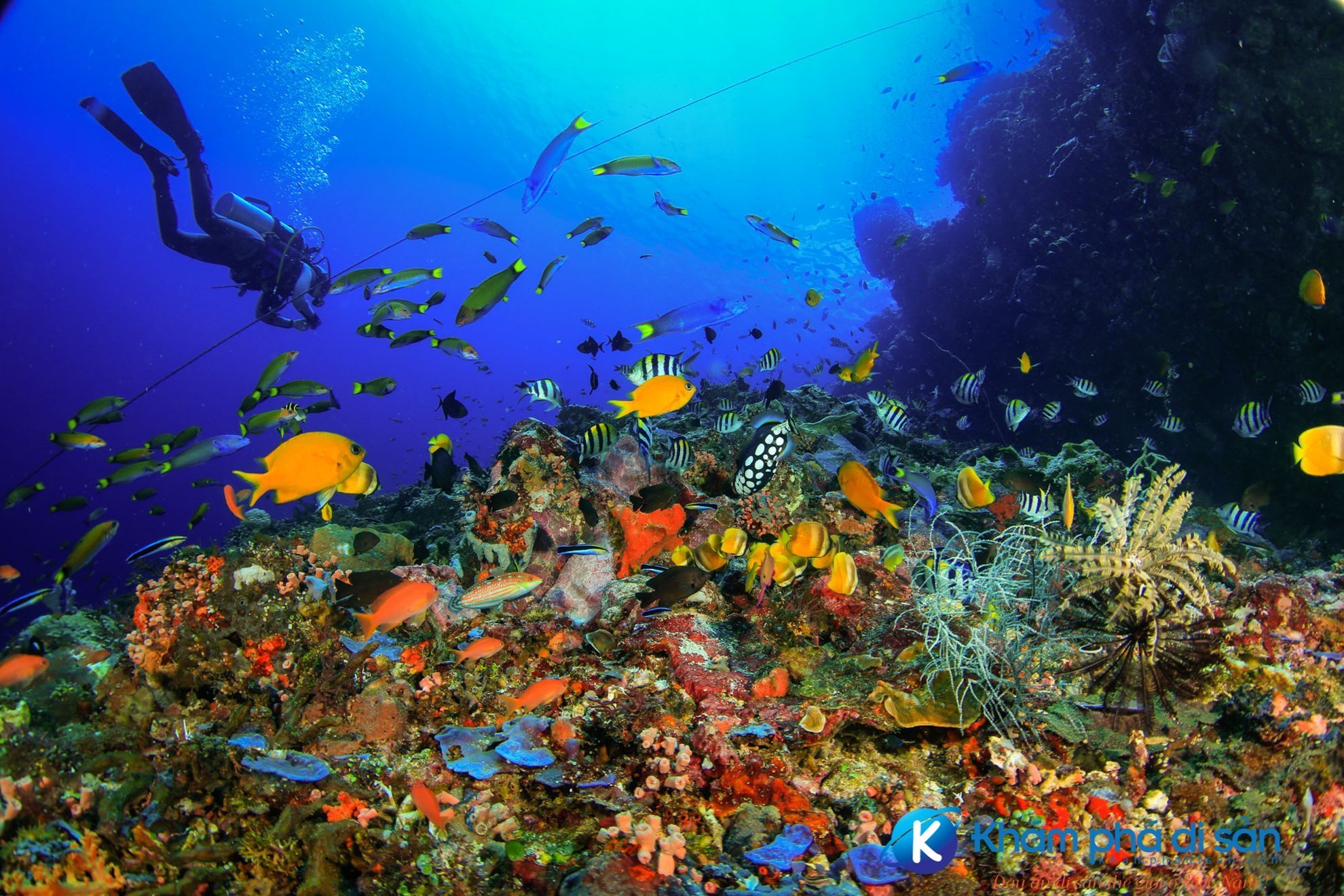 Tour lặn biển Nha Trang (Hòn Một - Hòn Mun)