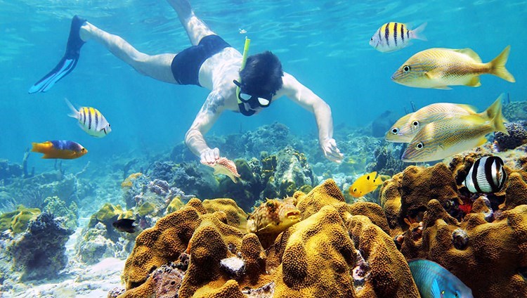 Tour Cù Lao Chàm - Lặn Ngắm San Hô