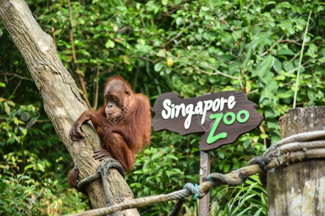 Vé Singapore Zoo