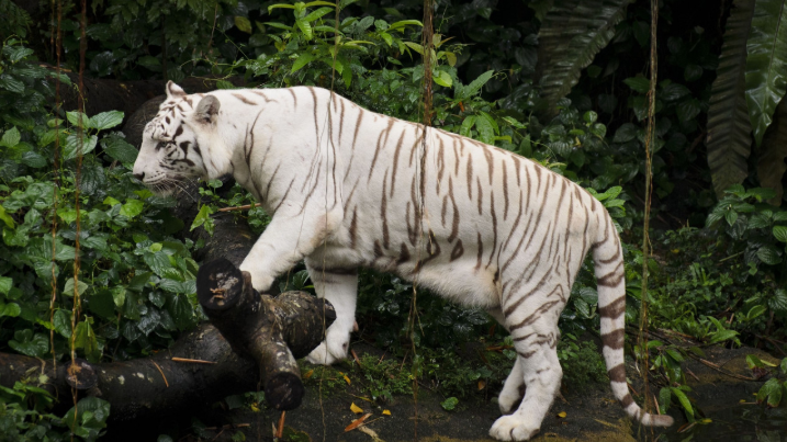 Vé Singapore Zoo