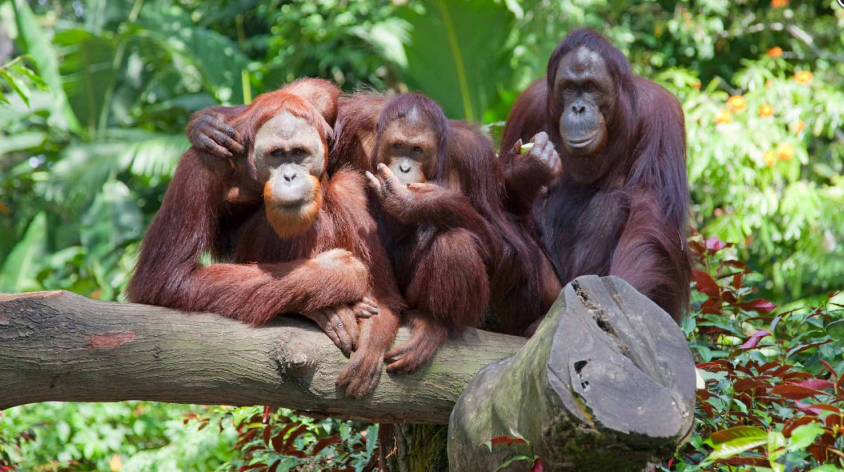 Vé Singapore Zoo