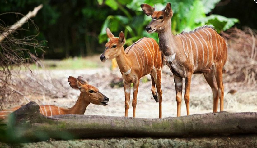 Vé Singapore Zoo