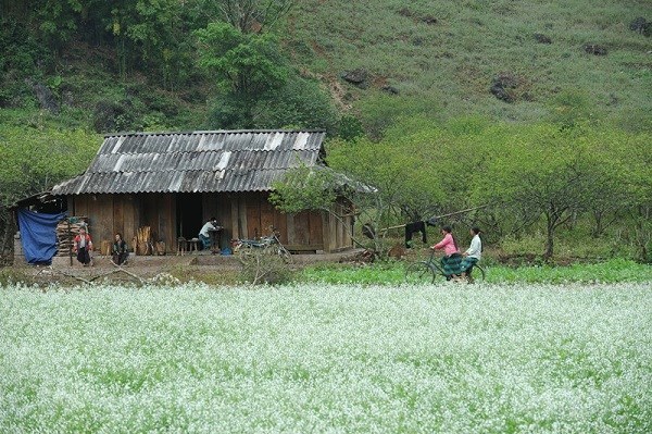 Tour Mộc Châu 2 ngày