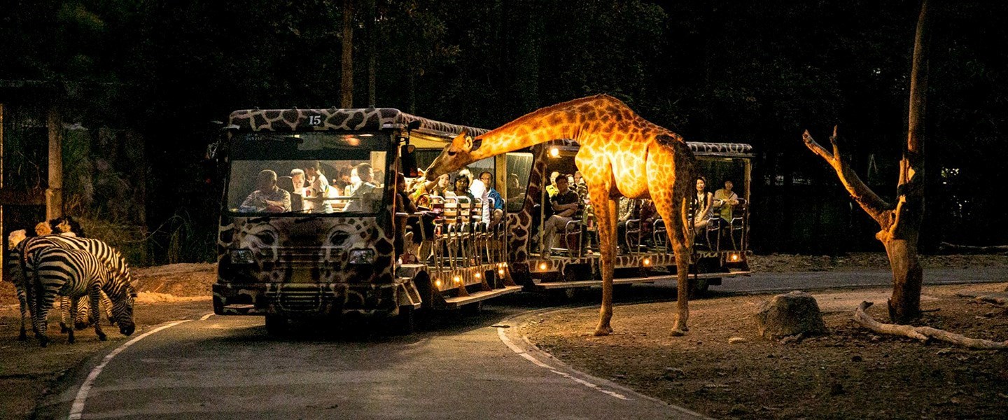 Vé Chiang Mai Night Safari 