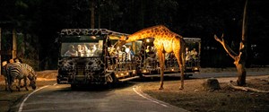 Vé Chiang Mai Night Safari 