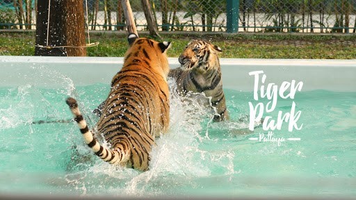 Vé Tiger Park Pattaya
