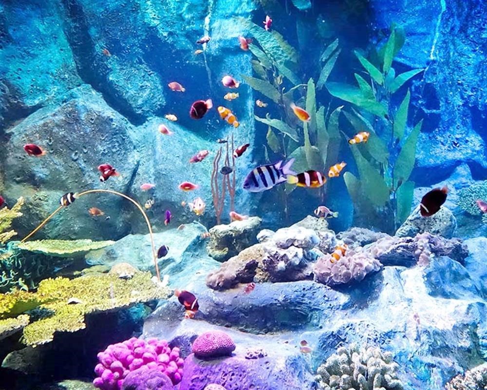 Vé Underwater World Pattaya