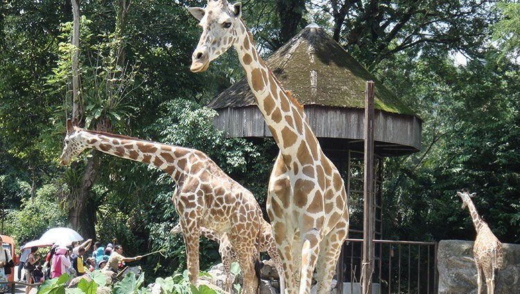 Vé Zoo Negara Malaysia