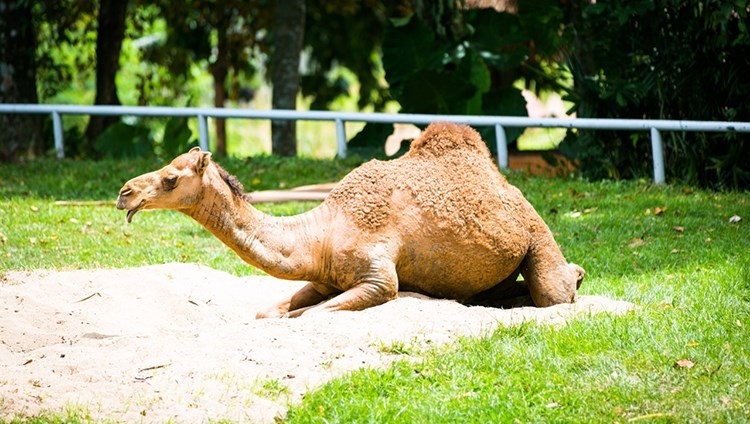 Vé Zoo Negara Malaysia