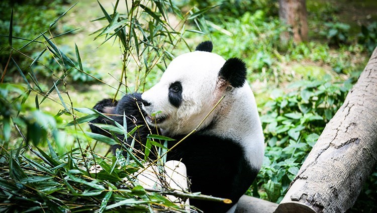 Vé Zoo Negara Malaysia