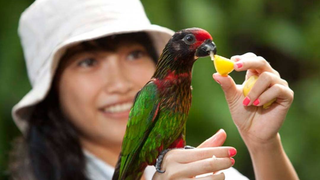 Vé Bali Bird Park