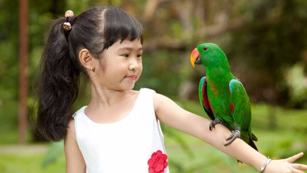 Vé Bali Bird Park