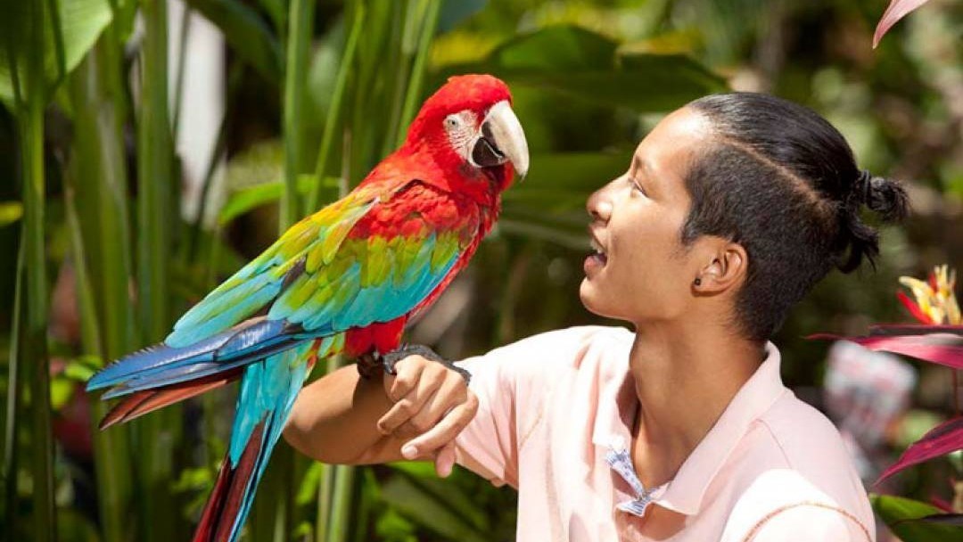 Vé Bali Bird Park