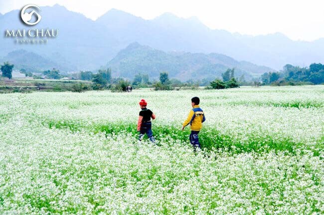 Tour Mộc Châu 2 ngày