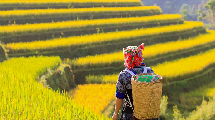 Tour Mù Cang Chải -  SaPa (3N2Đ)