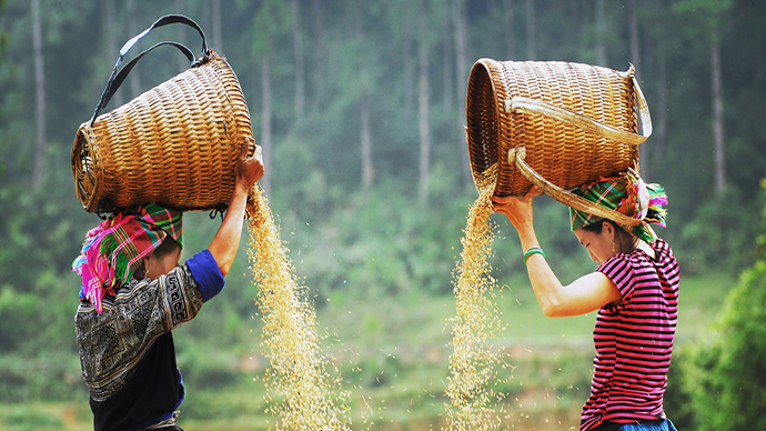Mù Cang Chải - Bản Lướt (2N1Đ)