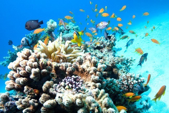 Tour Lặn Đêm Nha Trang