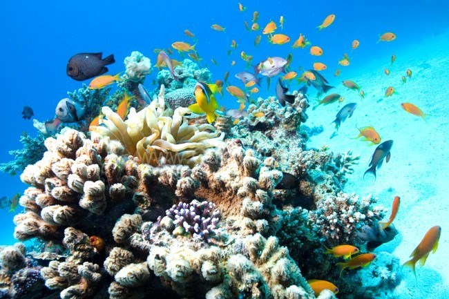 Tour Lặn Đêm Nha Trang