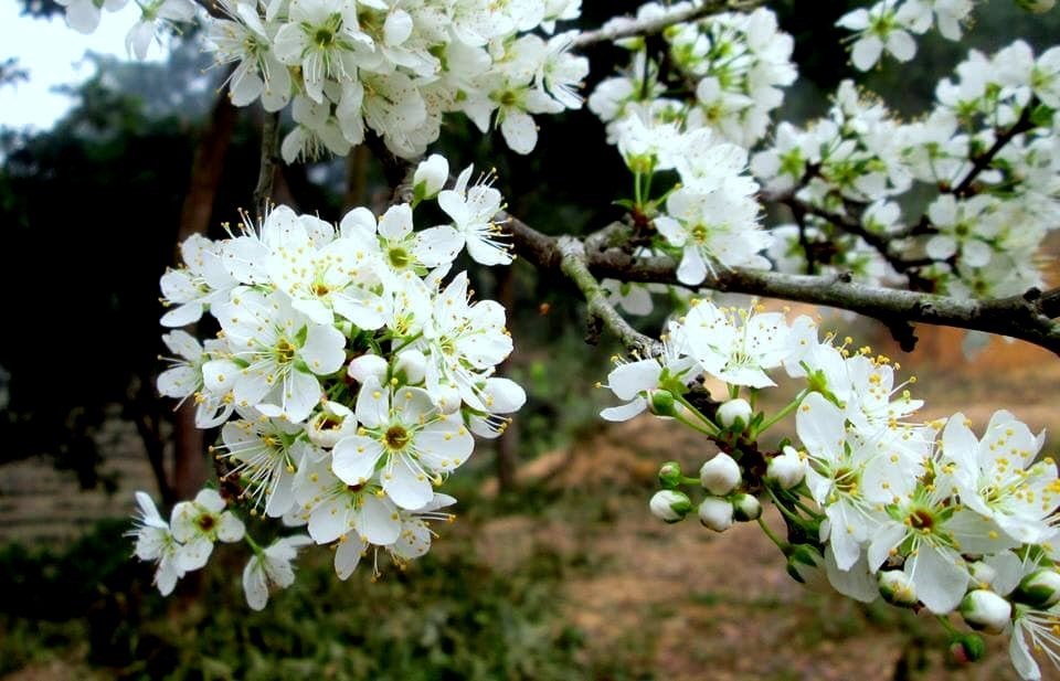 Na Hang - Hồng Thái (Mùa hoa lê) - 2N1Đ