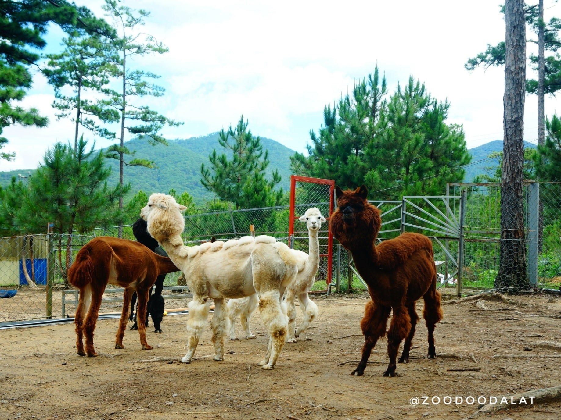 Vé ZooDoo Đà Lạt