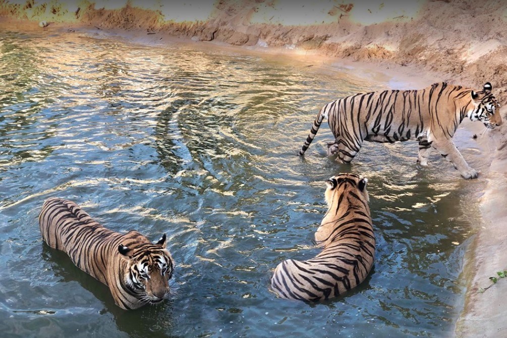 Vé FLC Zoo Safari Park Quy Nhơn