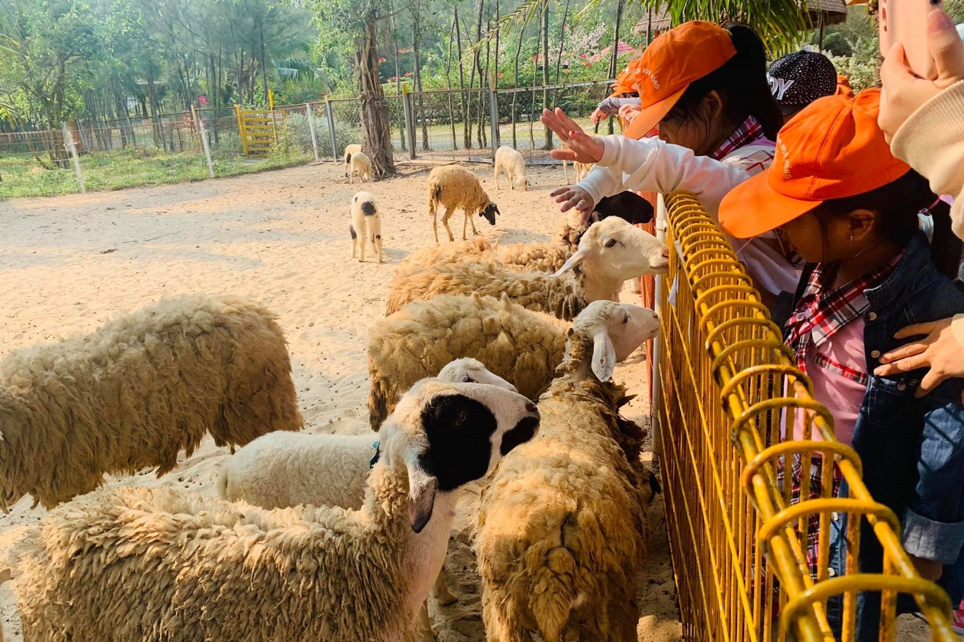 Vé FLC Zoo Safari Park Quy Nhơn