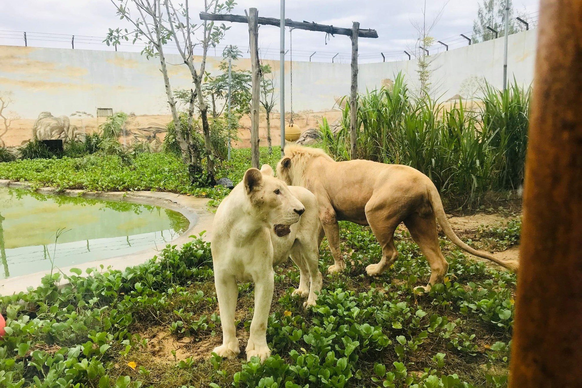 Vé FLC Zoo Safari Park Quy Nhơn