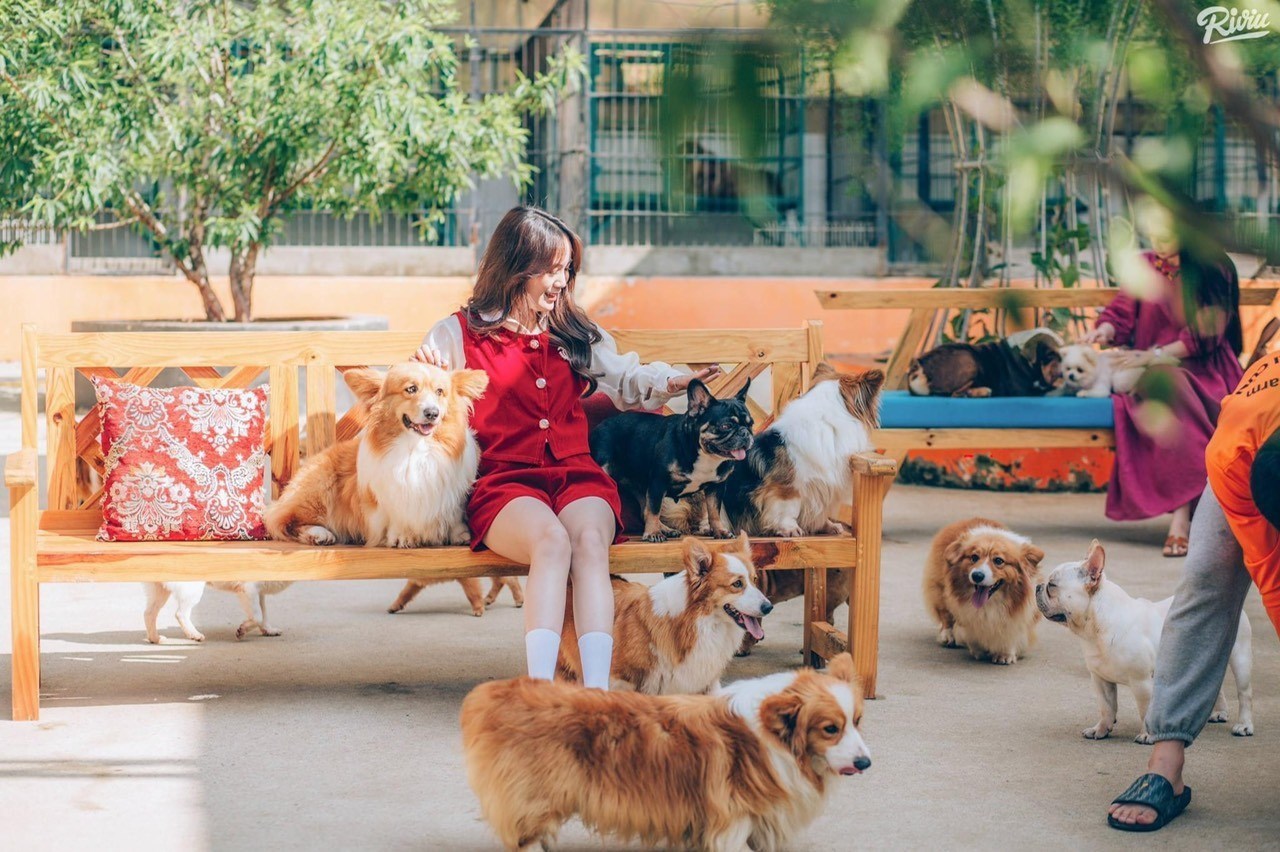 Vé tham quan nông trại cún Puppy Farm