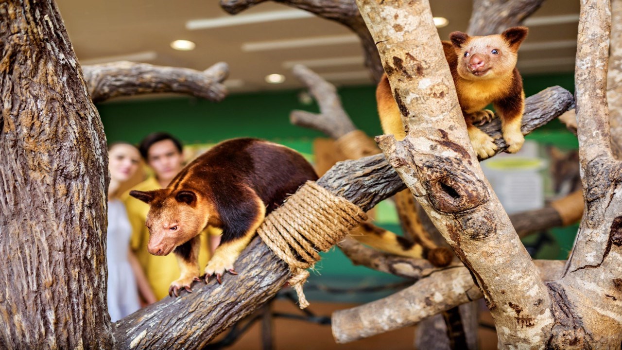 Vé Singapore Zoo