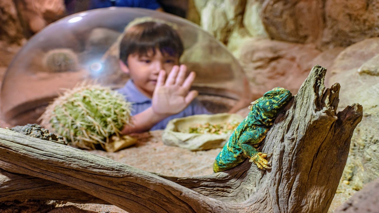 Vé Singapore Zoo